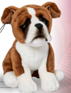 BOXER ASSIS 