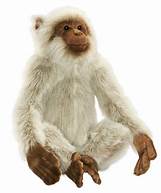 SINGE GIBBON ASIE 