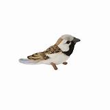 OISEAU MOINEAU 