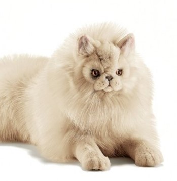 CHAT PERSAN ECRU COUCHE