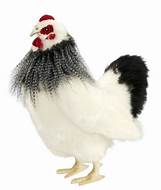 POULE NOIRE ET BLANCHE 