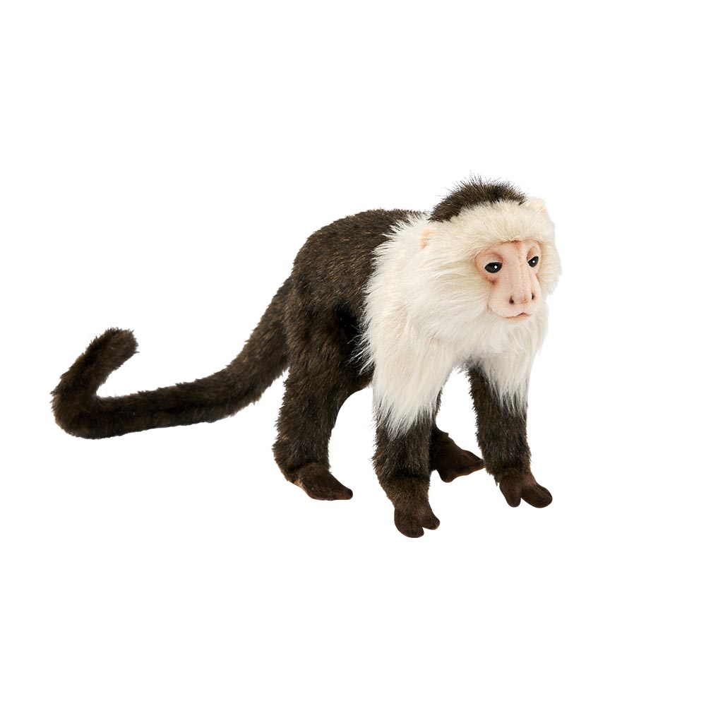 SINGE CAPUCIN