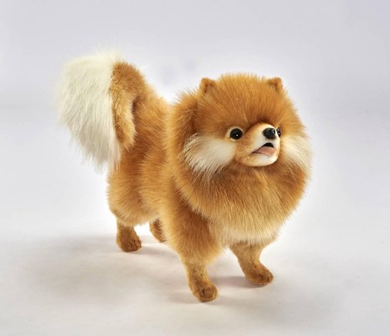 CHOW CHOW